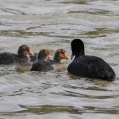 Fulica atra at Gungahlin, ACT - 23 Sep 2020