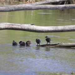 Fulica atra at Gungahlin, ACT - 23 Sep 2020