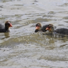 Fulica atra at Gungahlin, ACT - 23 Sep 2020