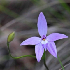 Glossodia major (Wax Lip Orchid) at O'Connor, ACT - 24 Sep 2020 by ConBoekel