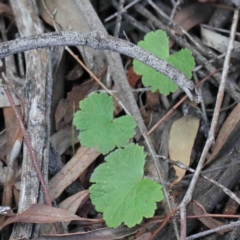 Hydrocotyle laxiflora (Stinking Pennywort) at O'Connor, ACT - 24 Sep 2020 by ConBoekel