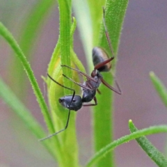 Camponotus suffusus (Golden-tailed sugar ant) at O'Connor, ACT - 24 Sep 2020 by ConBoekel