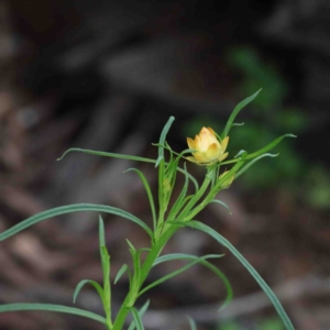 Xerochrysum viscosum at O'Connor, ACT - 24 Sep 2020