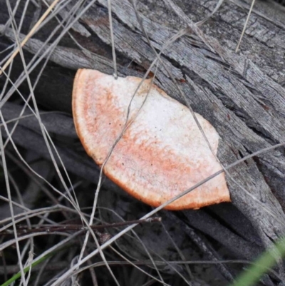 Trametes coccinea (Scarlet Bracket) at O'Connor, ACT - 24 Sep 2020 by ConBoekel