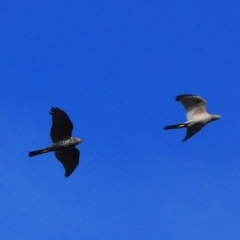 Tachyspiza fasciata (Brown Goshawk) at Red Hill, ACT - 6 Sep 2020 by TomT