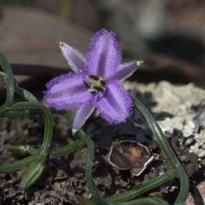 Thysanotus patersonii (Twining Fringe Lily) at Hawker, ACT - 24 Sep 2020 by AlisonMilton