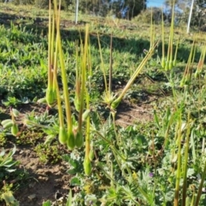 Erodium botrys at Hughes, ACT - 24 Sep 2020