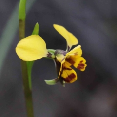 Diuris nigromontana (Black Mountain Leopard Orchid) at O'Connor, ACT - 24 Sep 2020 by ConBoekel