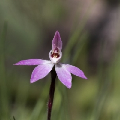 Caladenia fuscata (Dusky Fingers) at The Pinnacle - 24 Sep 2020 by AlisonMilton