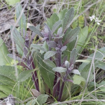 Ajuga australis (Austral Bugle) at Hawker, ACT - 24 Sep 2020 by AlisonMilton