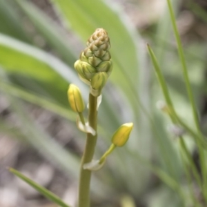 Bulbine bulbosa at Hawker, ACT - 24 Sep 2020 11:17 AM