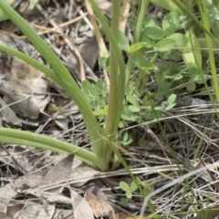 Bulbine bulbosa at Hawker, ACT - 24 Sep 2020