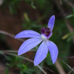 Cyanicula caerulea (Blue Fingers, Blue Fairies) at O'Connor, ACT - 24 Sep 2020 by ConBoekel