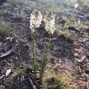 Stackhousia monogyna at Ainslie, ACT - 21 Sep 2020