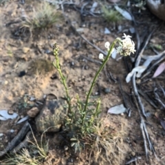 Stackhousia monogyna at Ainslie, ACT - 21 Sep 2020 05:13 PM