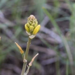 Bulbine bulbosa (Golden Lily, Bulbine Lily) at Holt, ACT - 24 Sep 2020 by AlisonMilton