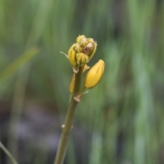 Bulbine bulbosa at Holt, ACT - 24 Sep 2020 10:01 AM