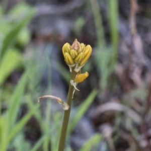 Bulbine bulbosa at Holt, ACT - 24 Sep 2020 10:01 AM