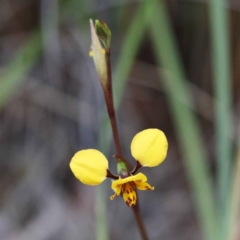 Diuris nigromontana (Black Mountain Leopard Orchid) at O'Connor, ACT - 24 Sep 2020 by ConBoekel