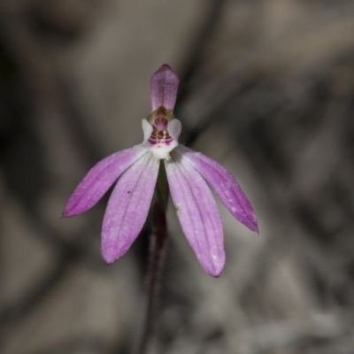 Caladenia fuscata (Dusky Fingers) at The Pinnacle - 24 Sep 2020 by AlisonMilton