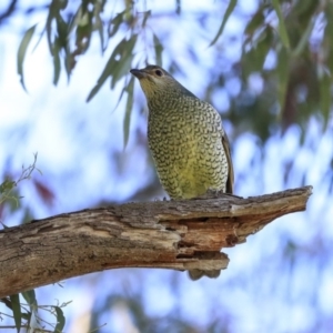 Ptilonorhynchus violaceus at Hawker, ACT - 24 Sep 2020