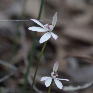 Caladenia fuscata at O'Connor, ACT - suppressed