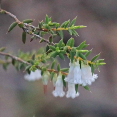 Styphelia fletcheri subsp. brevisepala (Twin Flower Beard-Heath) at O'Connor, ACT - 24 Sep 2020 by ConBoekel