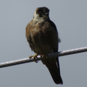 Falco longipennis at Fyshwick, ACT - 24 Sep 2020