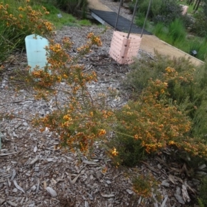 Dillwynia phylicoides at Molonglo Valley, ACT - 24 Sep 2020