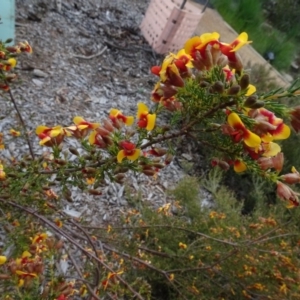 Dillwynia phylicoides at Molonglo Valley, ACT - 24 Sep 2020