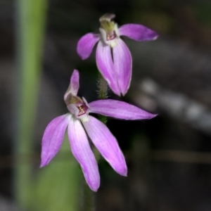 Caladenia carnea at Hawker, ACT - suppressed