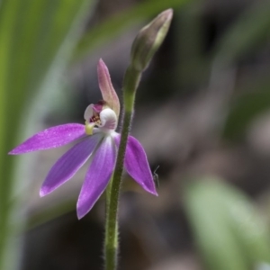 Caladenia carnea at Hawker, ACT - suppressed