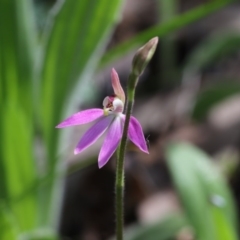 Caladenia carnea at Hawker, ACT - suppressed