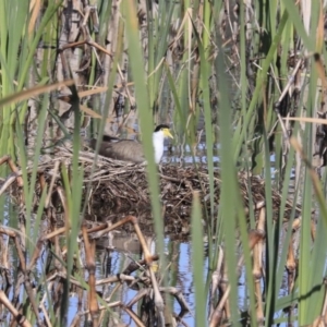 Vanellus miles at Fyshwick, ACT - 22 Sep 2020