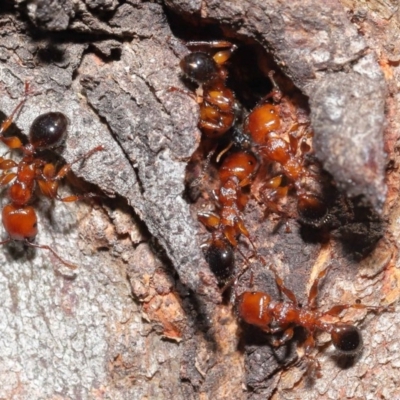 Podomyrma gratiosa (Muscleman tree ant) at ANBG - 22 Sep 2020 by TimL