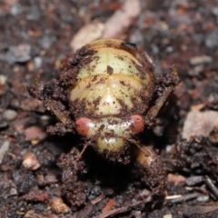 Psaltoda moerens (Redeye cicada) at Acton, ACT - 18 Sep 2020 by TimL