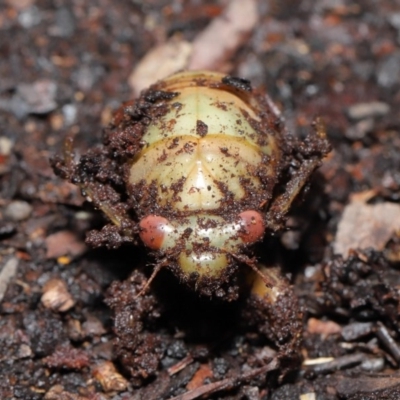 Psaltoda moerens (Redeye cicada) at ANBG - 18 Sep 2020 by TimL