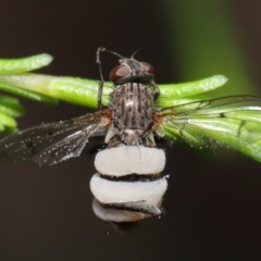 Entomophthora sp. (genus) (Puppeteer Fungus) at Downer, ACT - 22 Sep 2020 by TimL