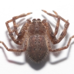 Isopeda sp. (genus) at Evatt, ACT - 16 Sep 2020