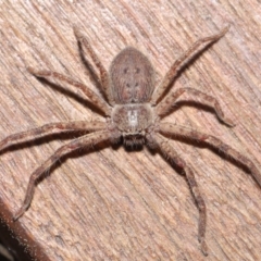 Isopeda sp. (genus) at Evatt, ACT - 16 Sep 2020