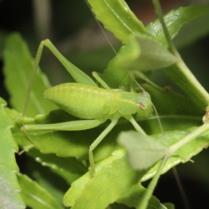 Caedicia simplex at Acton, ACT - 22 Sep 2020