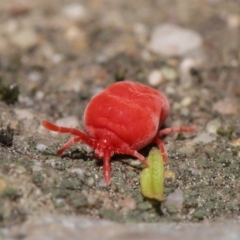 Trombidiidae (family) (Red velvet mite) at ANBG - 22 Sep 2020 by TimL