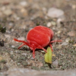 Trombidiidae (family) at Downer, ACT - 22 Sep 2020 12:47 PM