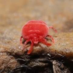 Trombidiidae (family) at Downer, ACT - 22 Sep 2020 12:47 PM