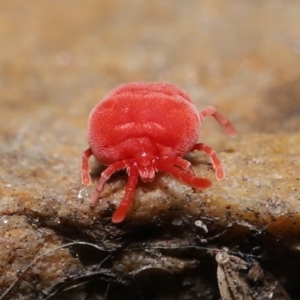 Trombidiidae (family) at Downer, ACT - 22 Sep 2020 12:47 PM