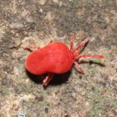 Trombidiidae (family) at Downer, ACT - 22 Sep 2020