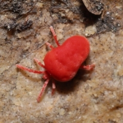 Trombidiidae (family) at Downer, ACT - 22 Sep 2020 12:47 PM