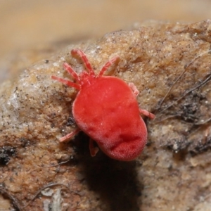 Trombidiidae (family) at Downer, ACT - 22 Sep 2020 12:47 PM