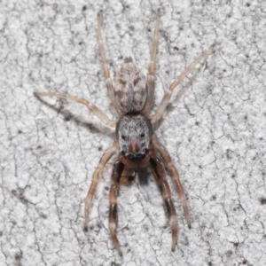 Arasia mollicoma at Acton, ACT - 11 Sep 2020 12:24 PM