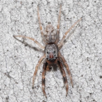 Arasia mollicoma (Flat-white Jumping Spider) at Acton, ACT - 11 Sep 2020 by Tim L